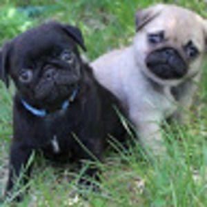 Meet your Posher, Heidi